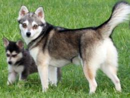Alaskan Klee Kai